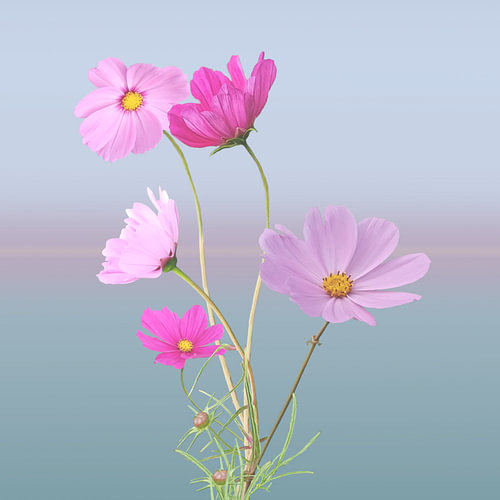 Cosmea - colours in blue