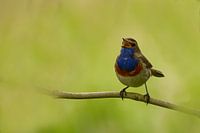 Blaukehlchen