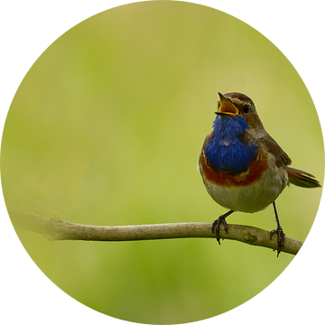 Blauwborst van bientje76