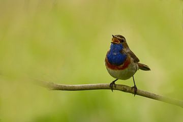 Blauwborst van Sabina Broesterhuizen