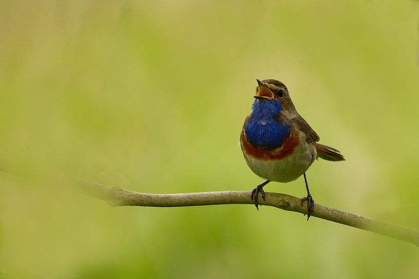 Blauwborst van bientje76