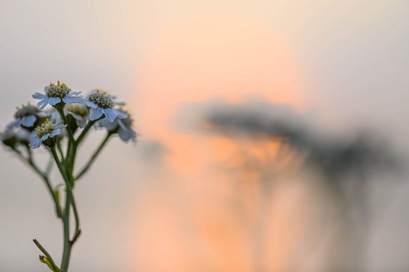achillea and his shadow by Tania Perneel