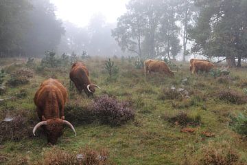 Schotse hooglander op de Posbank van Paul’s Fotografie