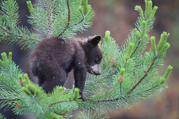 Zwarte berenwelp in Banff National Park, Alberta, Canada van Frank Fichtmüller