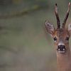 Portrait of a roebuck by Bas Ronteltap