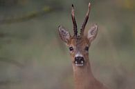 Portrait of a roebuck by Bas Ronteltap thumbnail