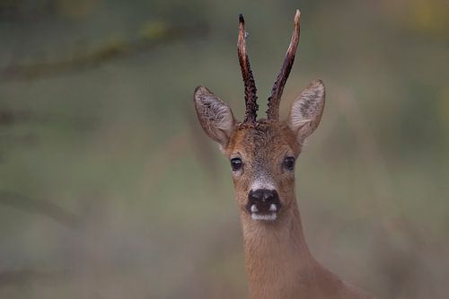 Portrait of a roebuck