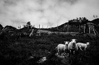 Moutons par Jip van Bodegom Aperçu