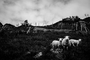Schafe von Jip van Bodegom
