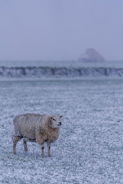 Winter auf Texel von Texel360Fotografie Richard Heerschap