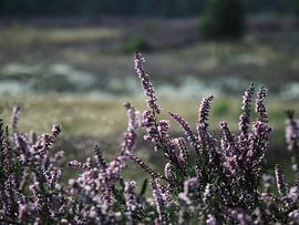 Dust bowl dance by Aart Lameris