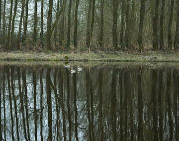 Bolt Tree reflection by Shelby Greven