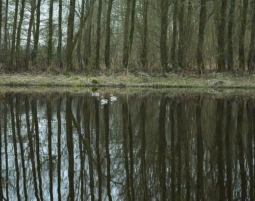Bolt Tree reflection