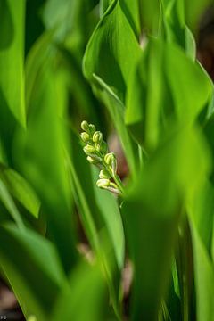lily of the valley by Peter Smeekens