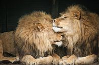 Twee leeuwen close-up van Erik Wouters thumbnail