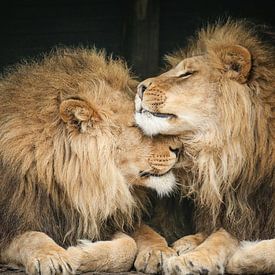 Zwei Löwen in Nahaufnahme von Erik Wouters