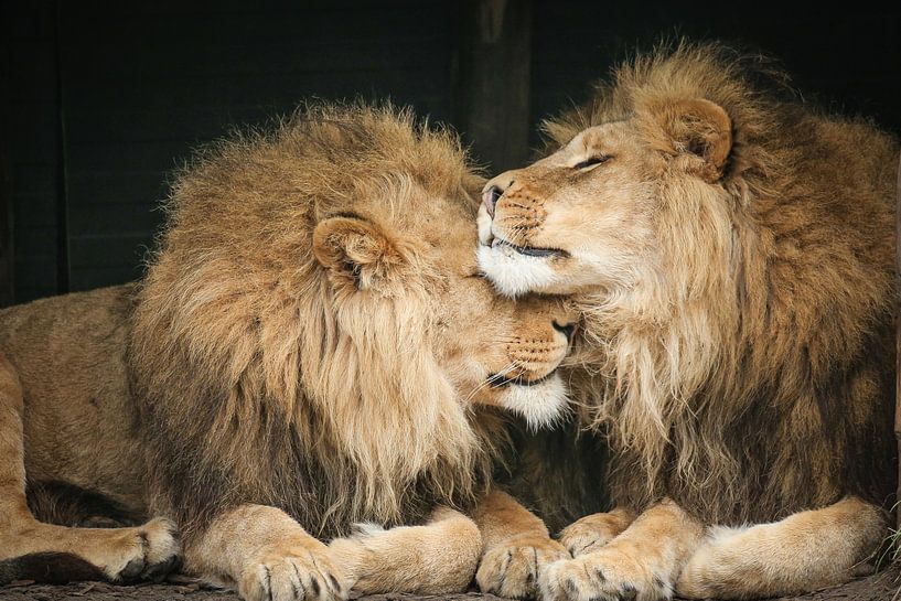 Deux lions en gros plan par Erik Wouters