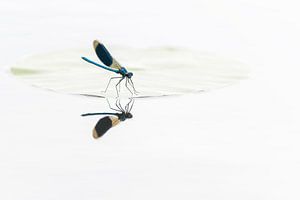 Dame de prairie de ruisseau avec miroir