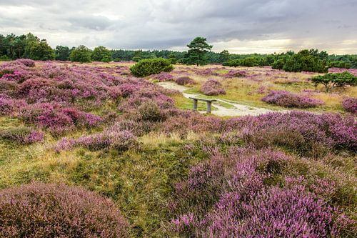Heide in Nederland