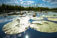 Waterlelie op spiegelend wateroppervlak met witte wolken van Fotografiecor .nl thumbnail