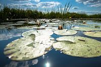 Waterlelie op spiegelend wateroppervlak met witte wolken