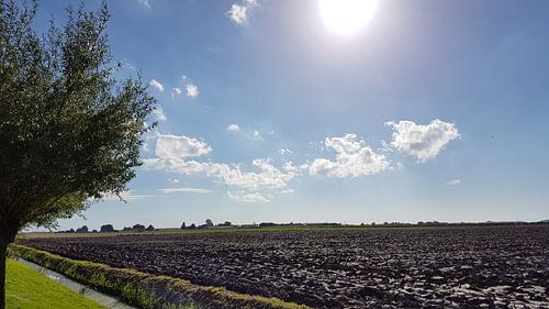 Landschap weiland