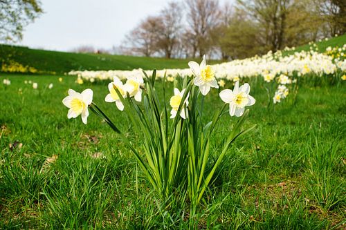 Witte narcissen, narcissen op een groene weide