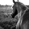 Vue lointaine du Lemelerberg | Photo en noir et blanc du cheval sur Madinja Groenenberg