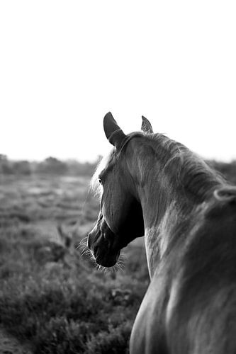 Verre blik op de Lemelerberg | Paard zwart-wit foto van Madinja Groenenberg