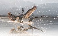 Kroeskoppelikanen zonsondergang Griekenland Lake Kerkini van Nanda Bussers thumbnail