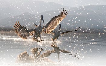 Kroeskoppelikanen zonsondergang Griekenland Lake Kerkini