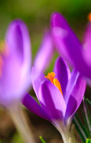 Faszinierende Krokusblüte, Frühlingserwachen