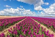 bulbs field with hyacinths by eric van der eijk thumbnail