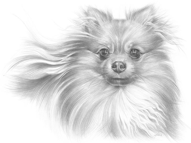 Pomeranian male dog with flowing coat by Adriana Müller