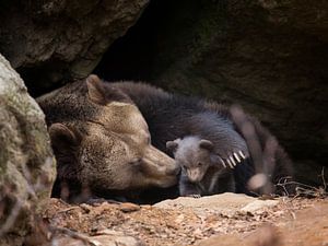 Famille d'ours bruns