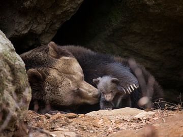 Famille d'ours bruns sur Dieter Meyrl