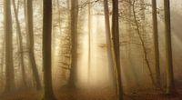 De bomen in