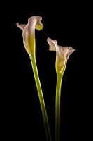 Callas 2 in colour