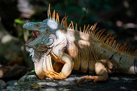 Leguane im Vogelpark Xaman-Ha Aviario von Otto Kooijman