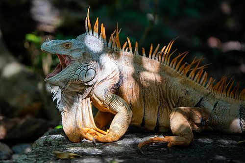 Leguaan in vogelpark Xaman-Ha Aviario