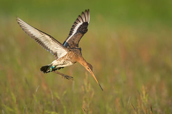 Black-tailed godwit (limosa limosa) in a meadow in Friesland.