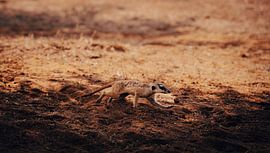 Meerkat in the Kalahari of Namibia, Africa by Patrick Groß