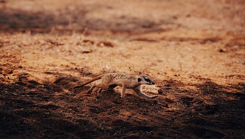 Erdmännchen in der Kalahari von Namibia, Afrika