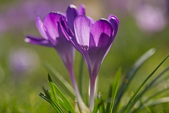 Violetter Krokus