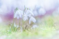 Snowdrops on the first days of spring by Arja Schrijver Fotografie thumbnail