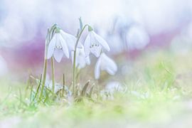 Snowdrops on the first days of spring by Arja Schrijver Photography