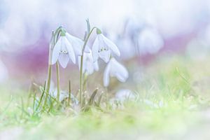 Les perce-neige dans les premiers jours du printemps