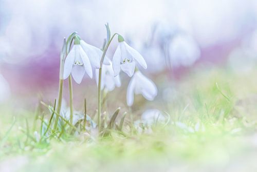 Sneeuwklokjes in de eerste lentedagen