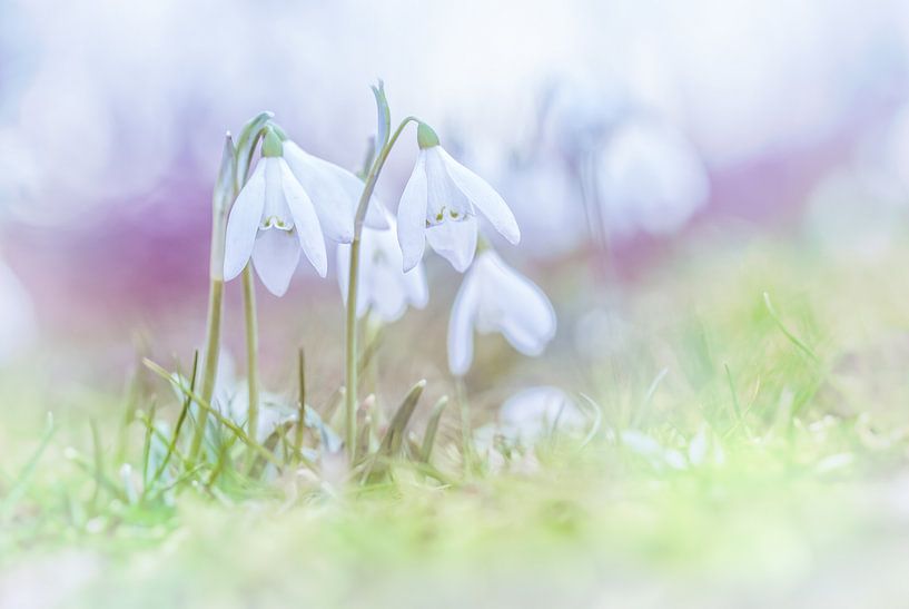 Snowdrops on the first days of spring by Arja Schrijver Fotografie