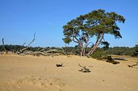 Flying on a sand drift against a clear blue sky on park the Hoge Veluwe